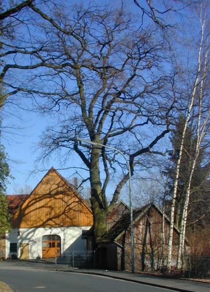 Bild 3 von Eiche am Hof Jakobsmeyer